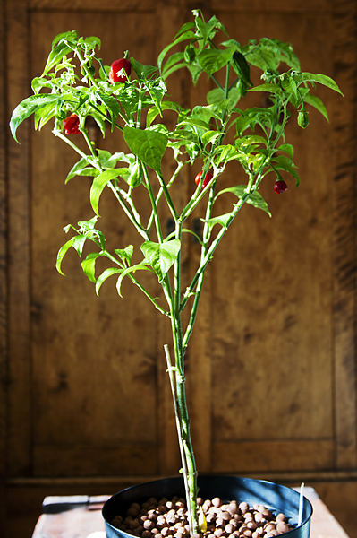 Naga1 600px.jpg - Naga Morich - uuttakin podia kypsym�ss� jotka huomasin vasta kuvatessa